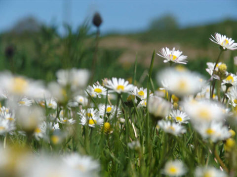 Der Frühling lockt Waldhotel Friedrichroda