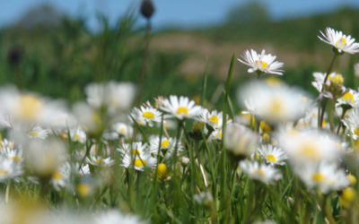 Der Frühling lockt…..