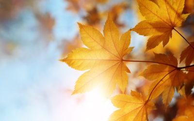 Goldener Herbst